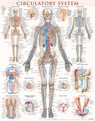CIRCULATORY SYSTEM POSTER