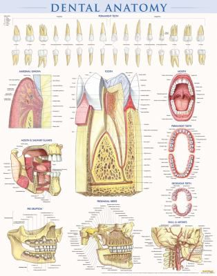DENTAL ANATOMY POSTER