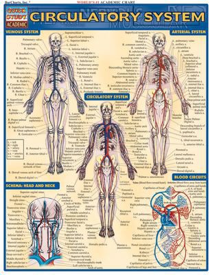 CIRCULATORY SYSTEM