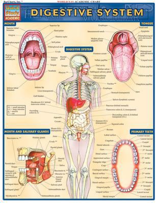 DIGESTIVE SYSTEM